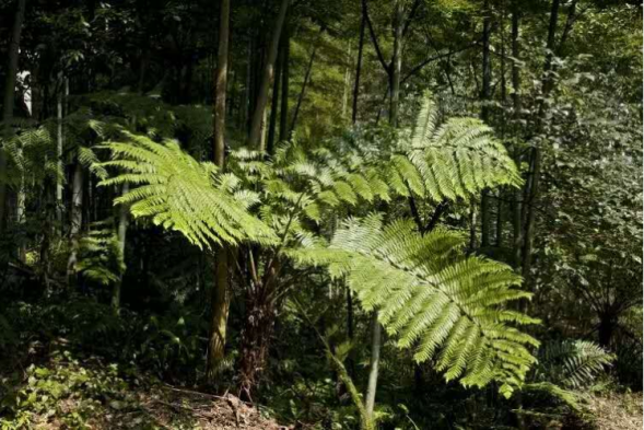 海南国家二级保护野生植物采集许可证